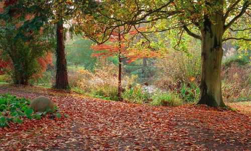 Trees in forest during autumn