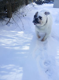Dog in snow