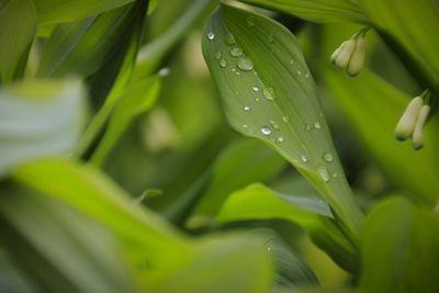 Close-up of water drops on leaves