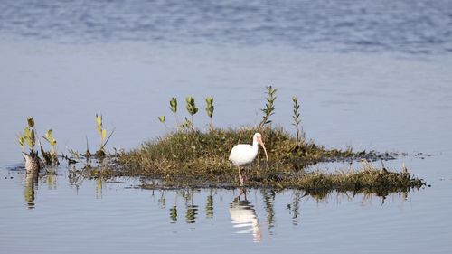 Bird perching on a lake