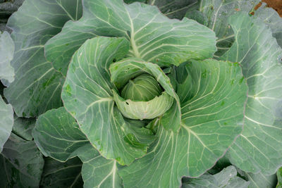 Directly above shot of cabbages growing at vegetable garden