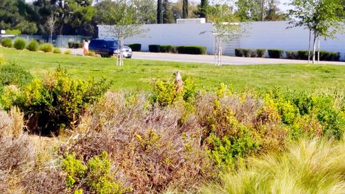 Plants growing on grassy field