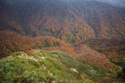 High angle view of trees in forest