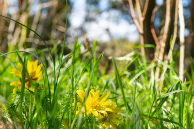 Close-up of yellow flowering plants on field