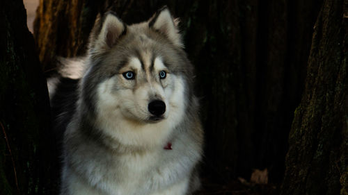 Close-up portrait of a dog