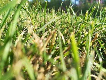 Close-up of grass growing on field