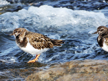 Side view of seagull on rock in sea