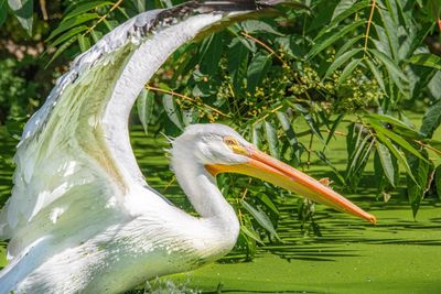 Side view of a bird in water