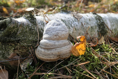 Close-up of turtle on field