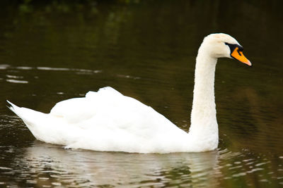 White swan swimming in lake