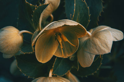 Close-up of flowering plant