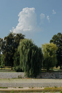 Trees growing on field against sky