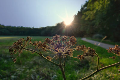 Close-up of flowering plant against bright sun