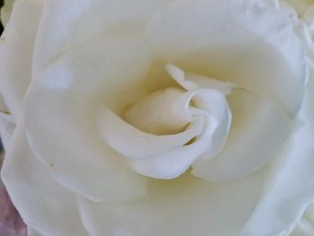 Close-up of white rose