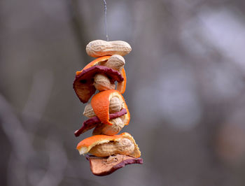 Close-up of ice cream hanging on dry leaf