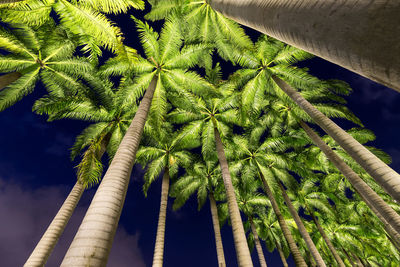 Low angle view of palm trees against sky