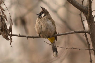 Bird perching on branch