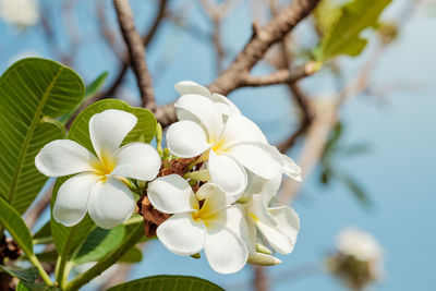 Close-up of flowers growing on tree against sky