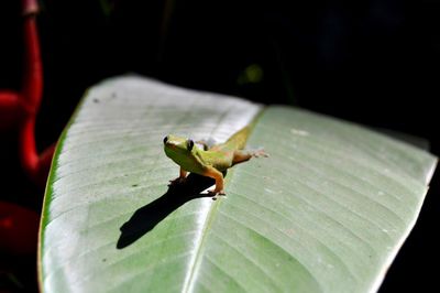 Close-up of lizard on leaf