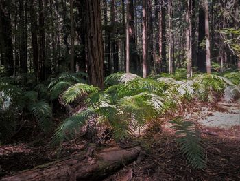 Trees and plants in forest