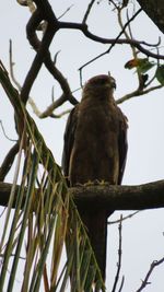 Low angle view of birds perching on tree