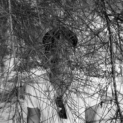 Close-up portrait of bare tree