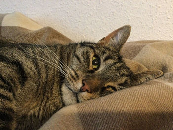 Portrait of a cat resting on sofa