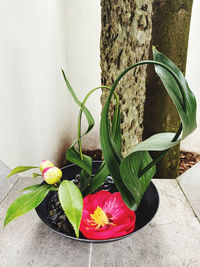 Close-up of potted plant against wall