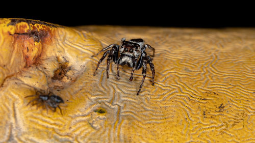 Close-up of spider on wood