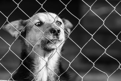 Portrait of dog seen through chainlink fence