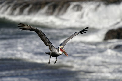 Seagull flying over a sea