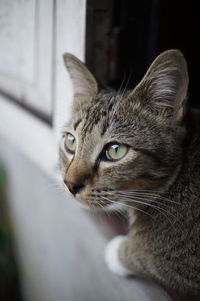 Close-up of a cat looking away