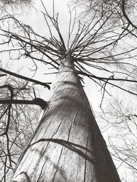 Low angle view of bare tree against sky