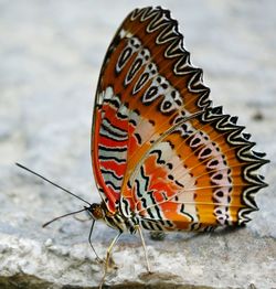 Close-up of butterfly