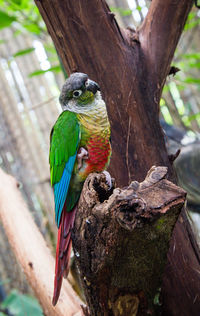 Close-up of parrot perching on tree trunk