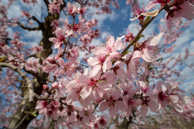 Flowers on a peach tree near fresno.