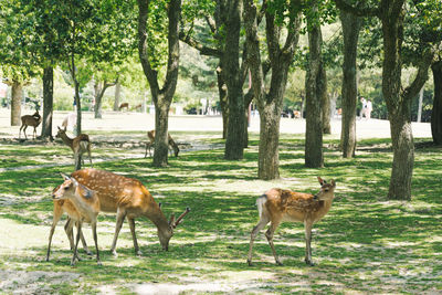 Deer standing in a field