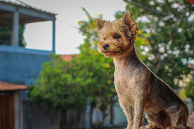 Portrait of a dog looking away