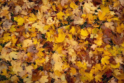 Full frame shot of yellow maple leaves