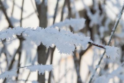 Close-up of icicles on branch