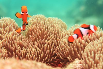 Nemo fish whose life is always between the anemones