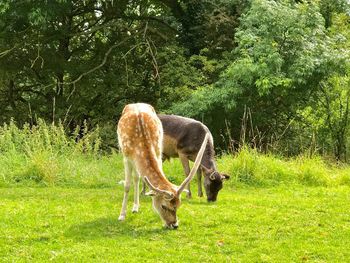 Horse grazing on field