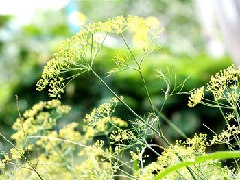 Close-up of yellow flowering plant on field