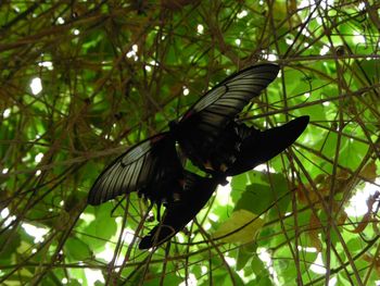 Low angle view of bird perching on branch