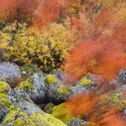 Scenic view of rocks in forest during autumn