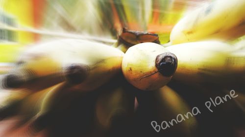 Close up of yellow flower