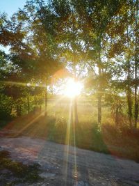 Sun shining through trees in forest