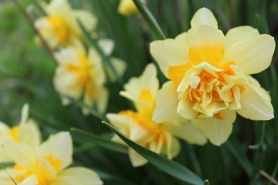 Close-up of pink flowers