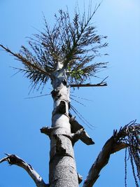 Low angle view of tree against clear sky