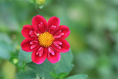Close-up of pink flower